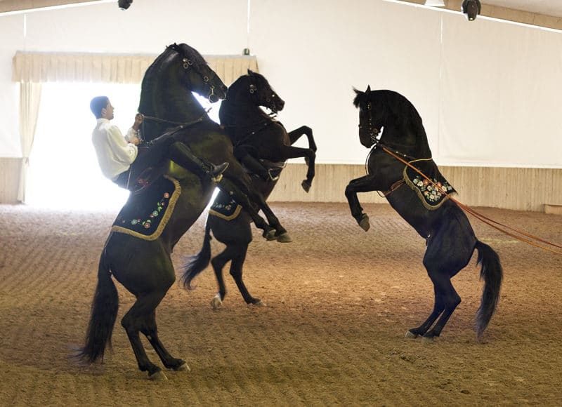 Somni Spectacle Equestre Minorque show cheval minorquin